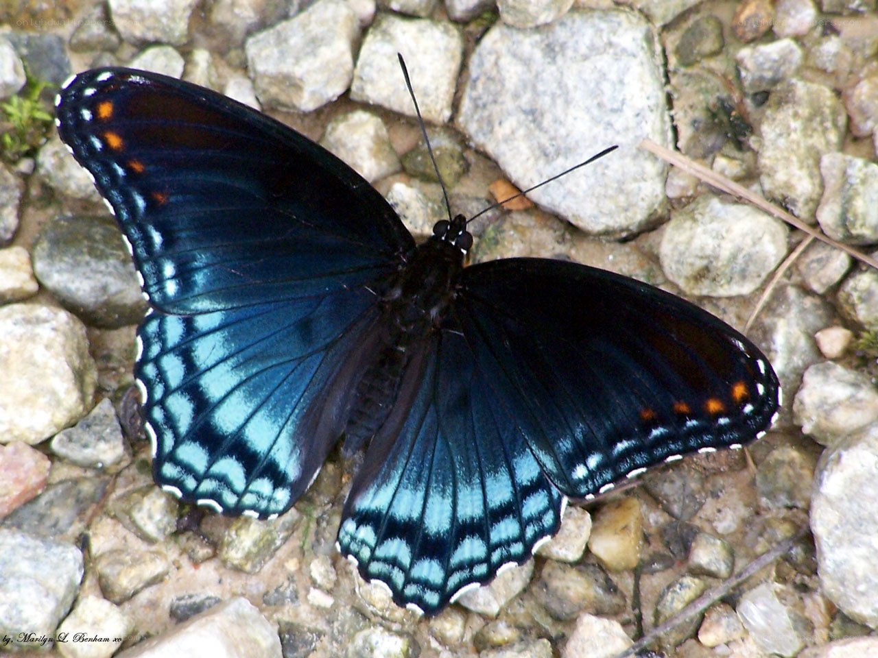blue butterfly on pebbles