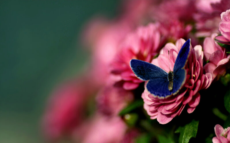 Blue Butterfly on Pink Flower — Serene