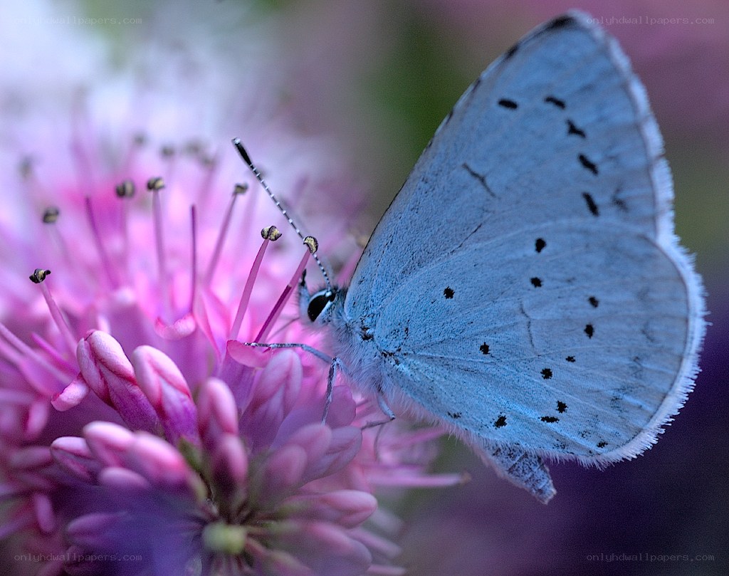 blue butterfly on pink flower