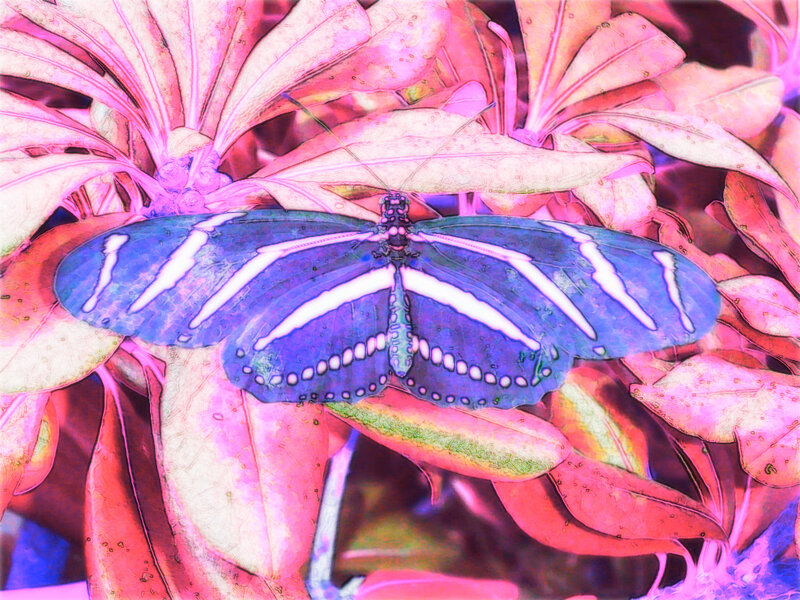 blue butterfly on pink leaves