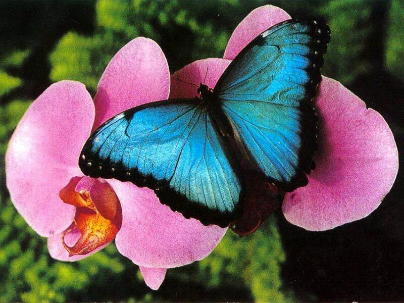 Blue butterfly on pink orchid