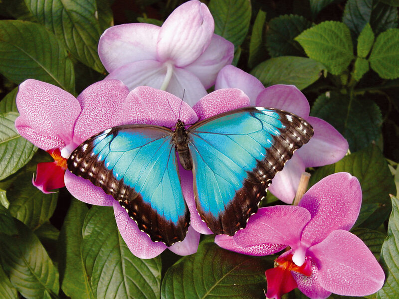 Blue butterfly on pink orchid