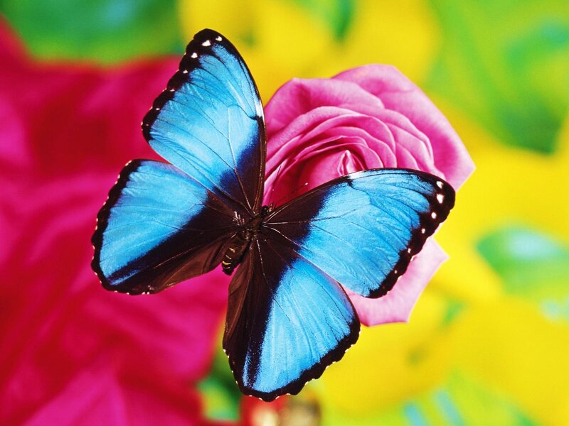 Blue butterfly on pink rose