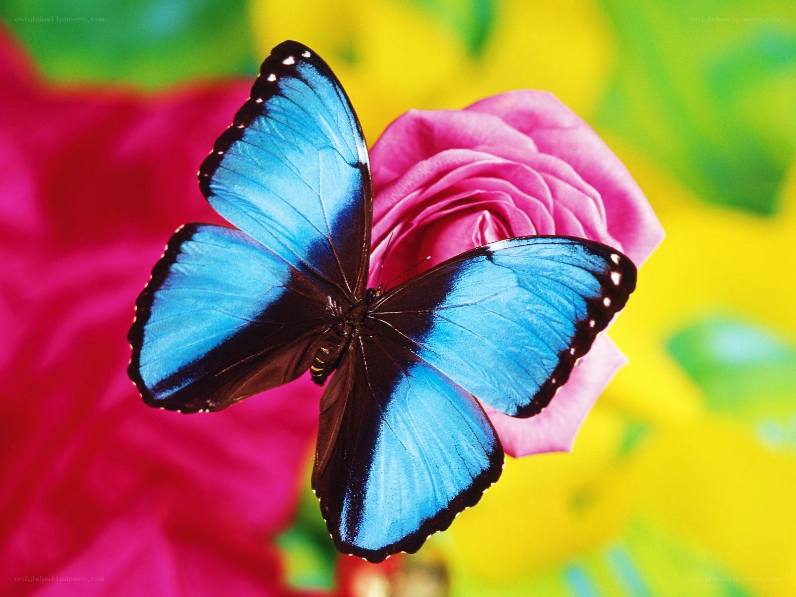 Blue butterfly on pink rose