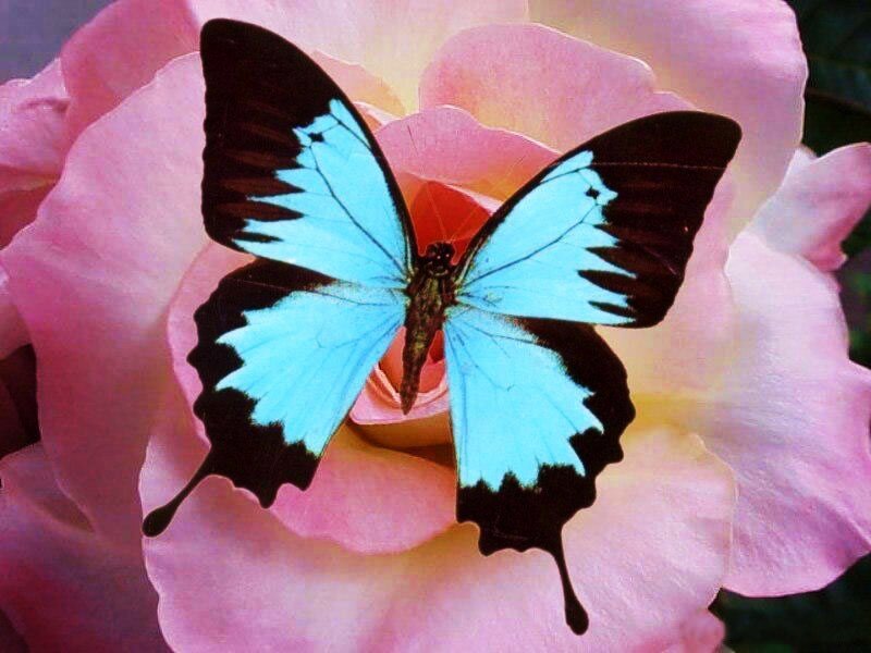 blue butterfly on pink rose