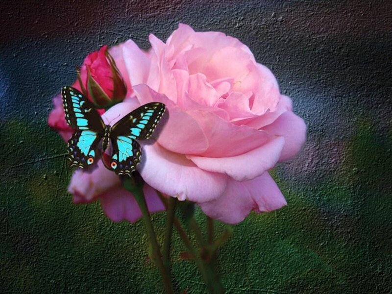 Blue Butterfly on Pink Rose — Serene