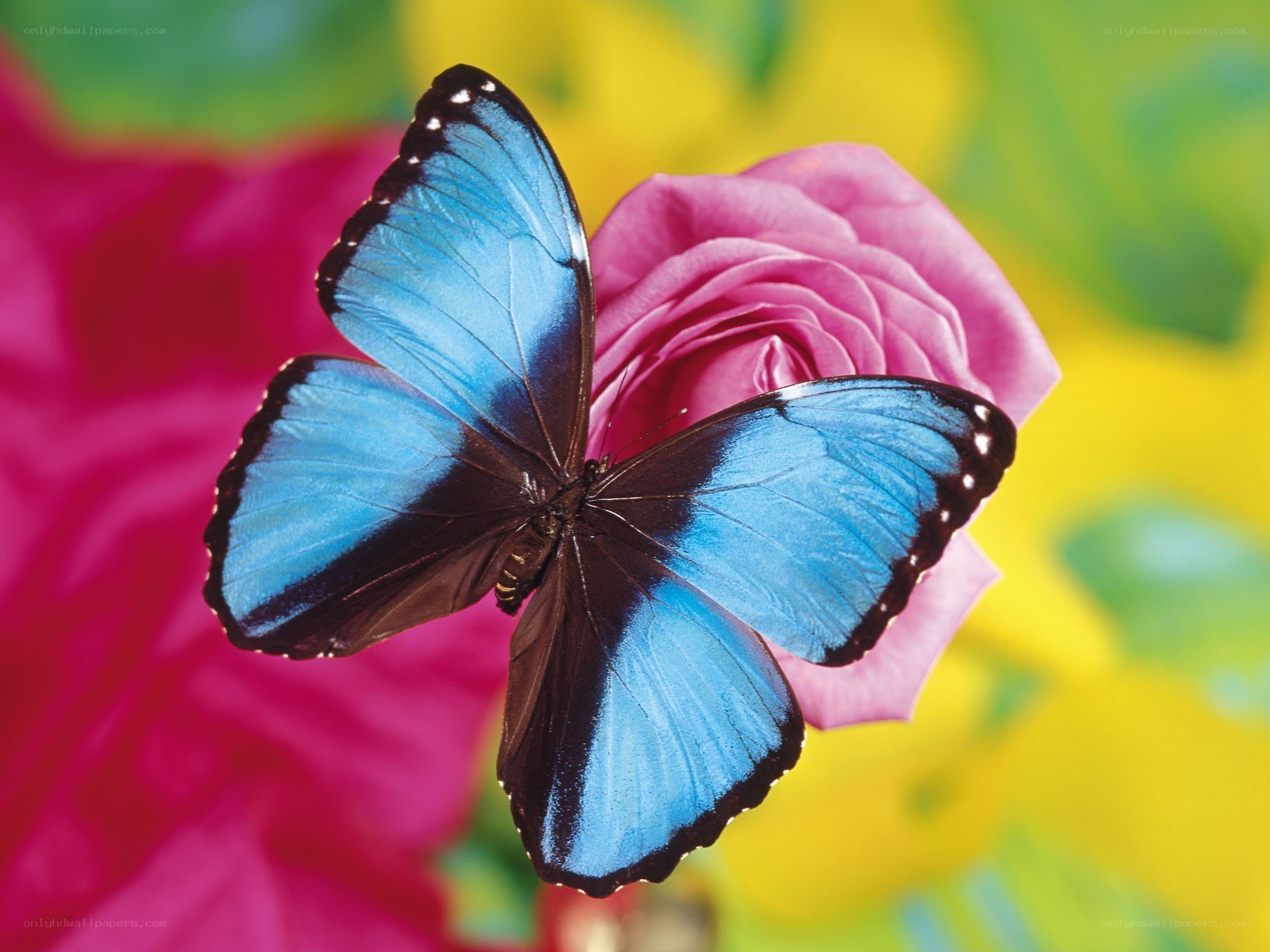 Blue butterfly on pink rose