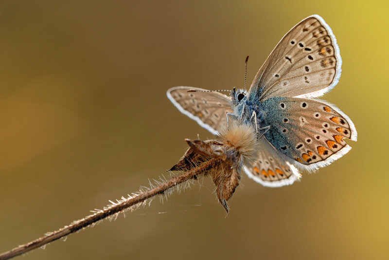 Blue Butterfly on Plant — Brown