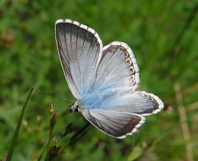 Blue Butterfly on Plant — Calm, Afternoon