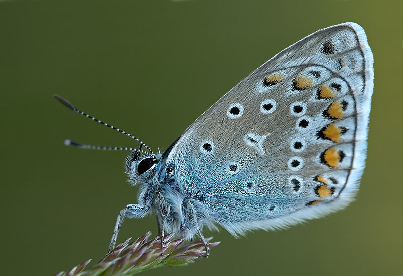 Blue Butterfly on Plant — Calm, Photograph