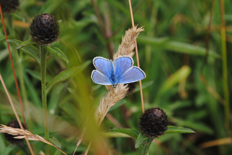 Blue Butterfly on Plant — Calm, Summer