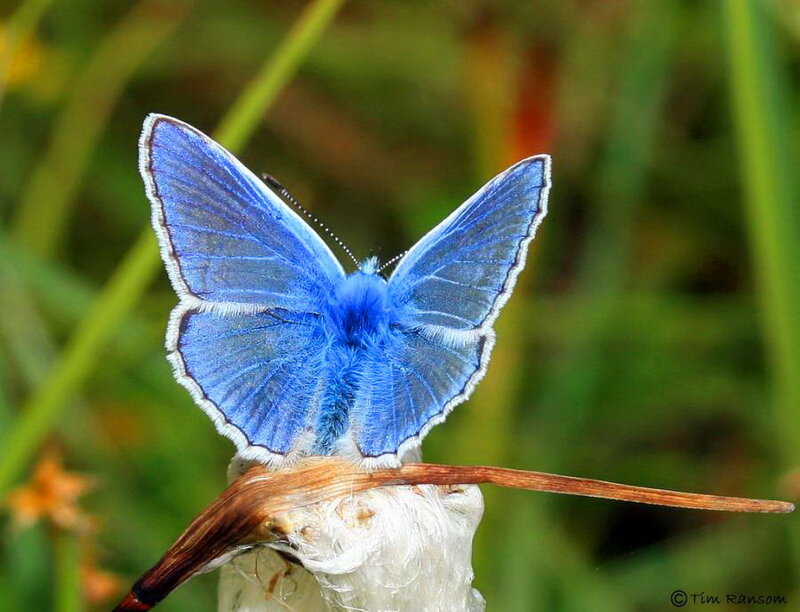 Blue Butterfly on Plant — Calm