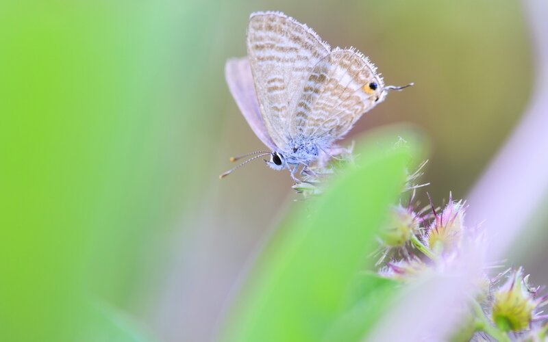 Blue Butterfly on Plant — Green, Serene