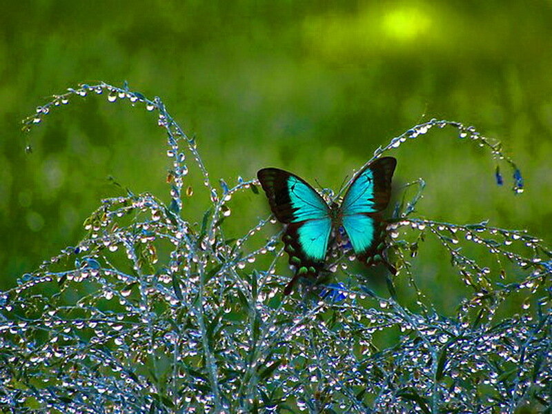 Blue Butterfly on Plant — Green