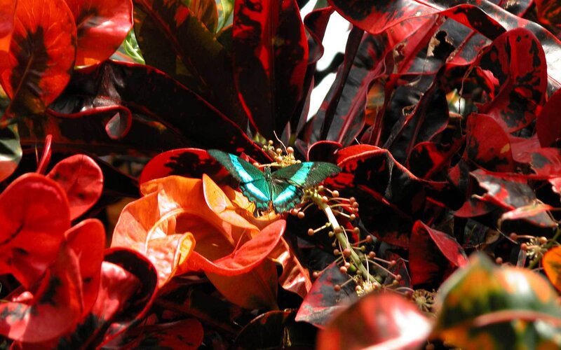 Blue Butterfly on Plant — Red