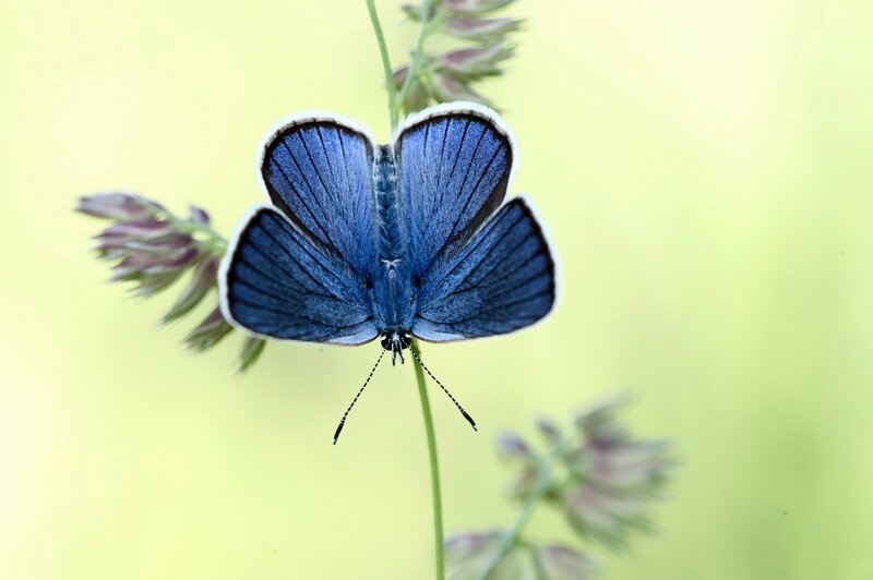 Blue Butterfly on Plant — Serene, Afternoon