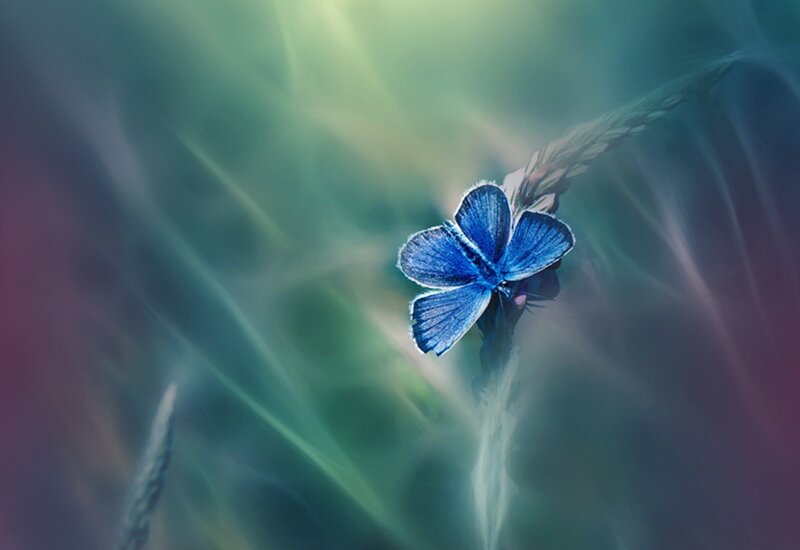 Blue Butterfly on Plant — Serene