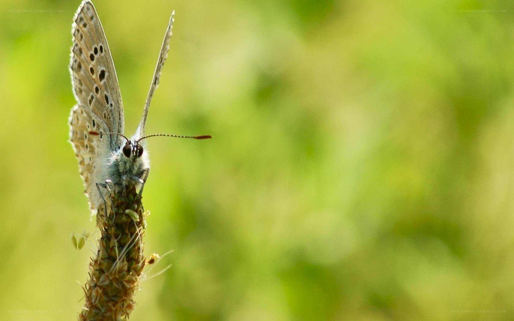 blue butterfly on plant stem