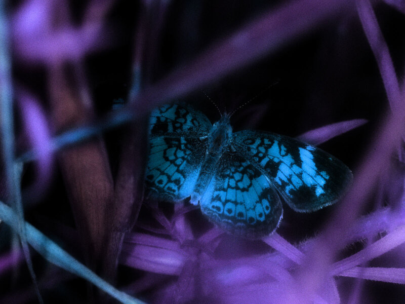 Blue Butterfly on Plant