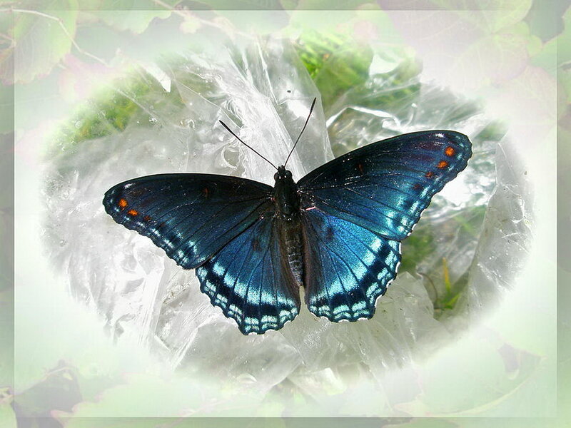 Blue Butterfly on Plastic