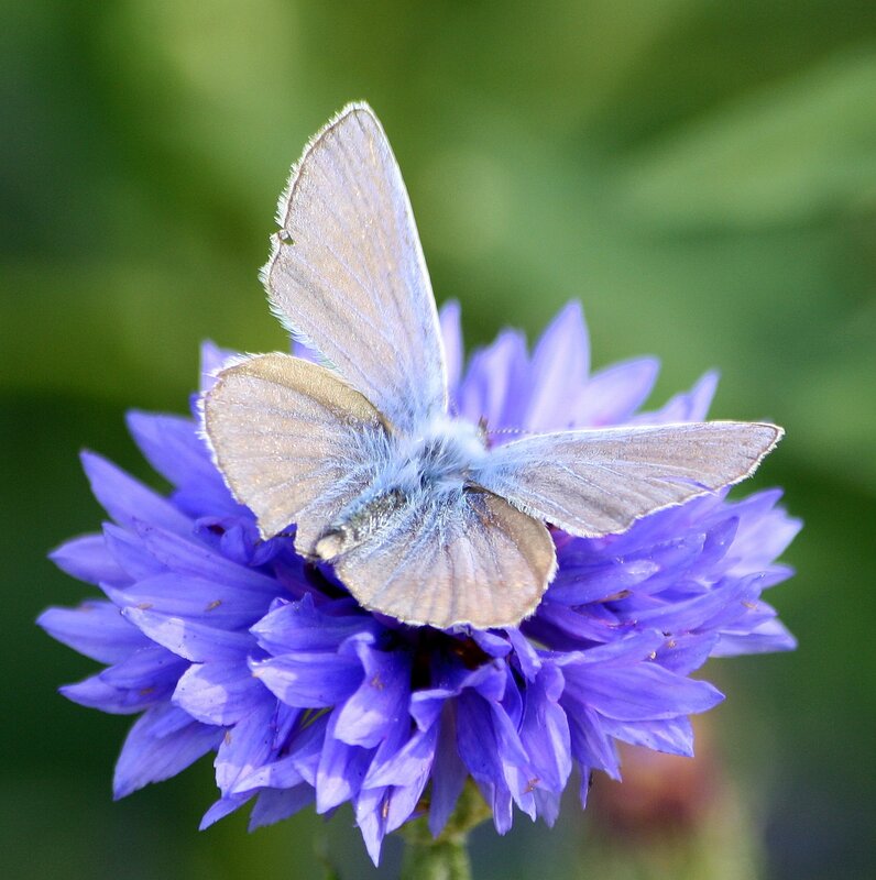 Blue butterfly on purple flower