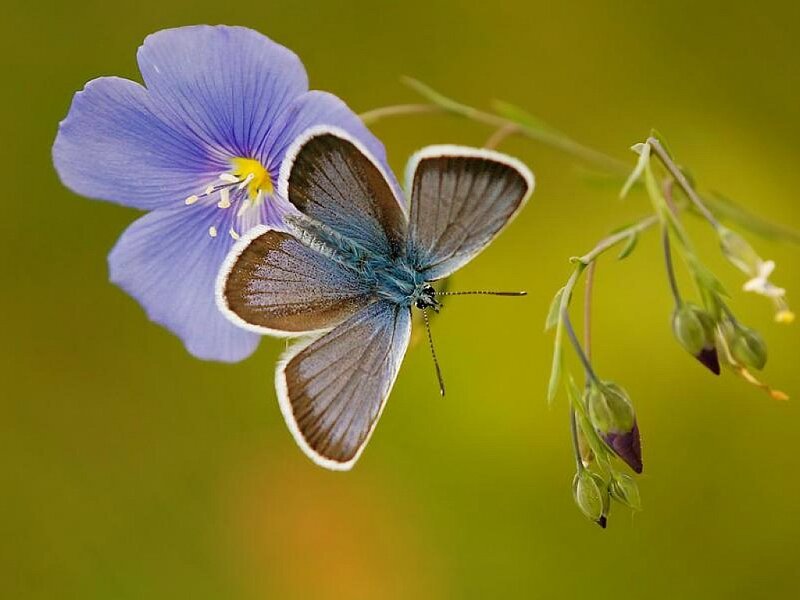 Blue butterfly on purple flower