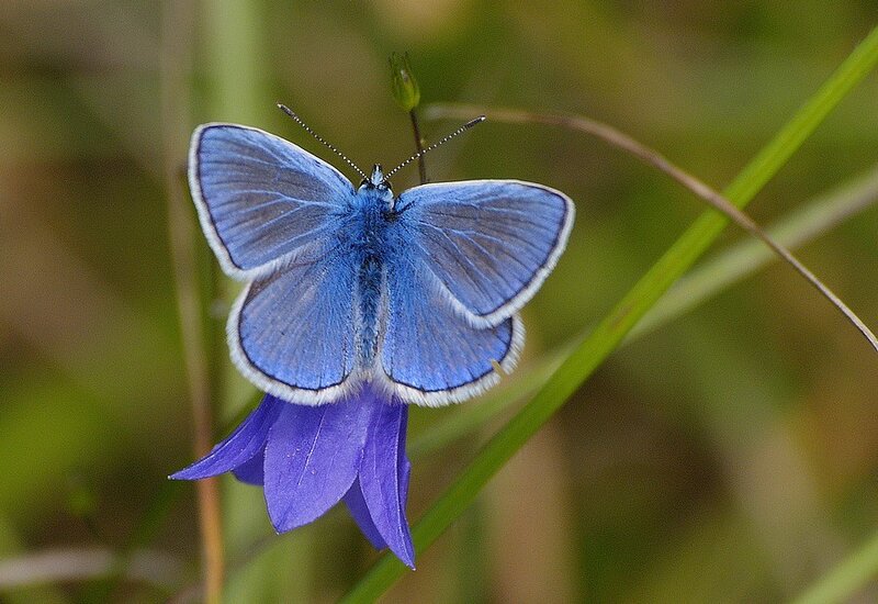 blue butterfly on purple flower