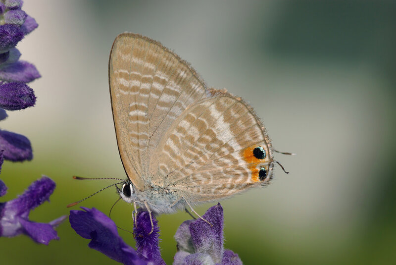 Blue Butterfly on Purple Flower — Calm, Afternoon, Photograph