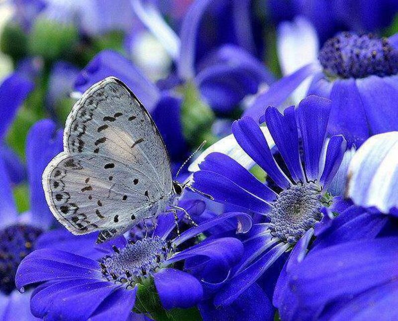 Blue Butterfly on Purple Flower — Calm, Afternoon