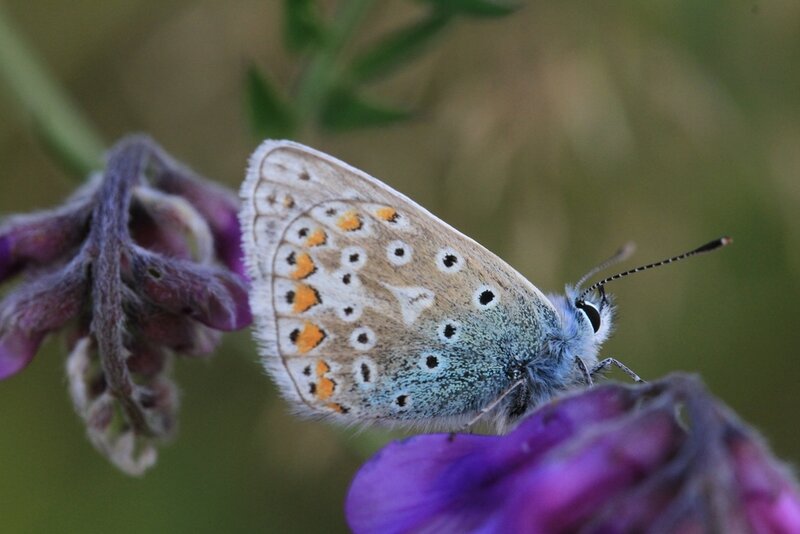 Blue Butterfly on Purple Flower — Calm