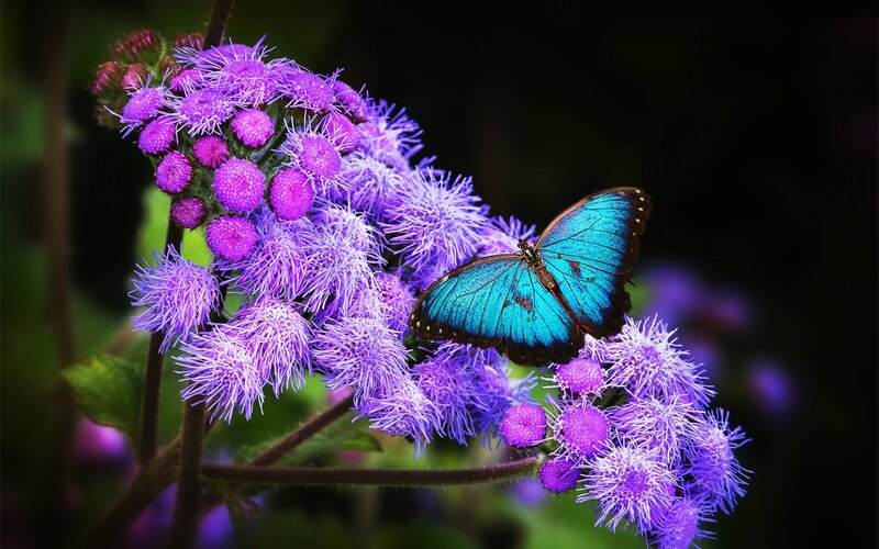 Blue Butterfly on Purple Flower — Serene, Afternoon, Photograph, Plant
