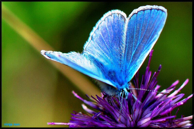 Blue Butterfly on Purple Flower — Serene, Afternoon, Photograph