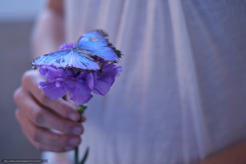 Blue Butterfly on Purple Flower — Serene, Photograph, Hand