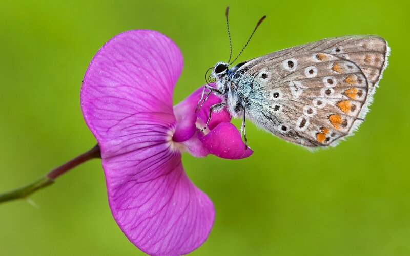 Blue Butterfly on Purple Flower — Serene, Spring