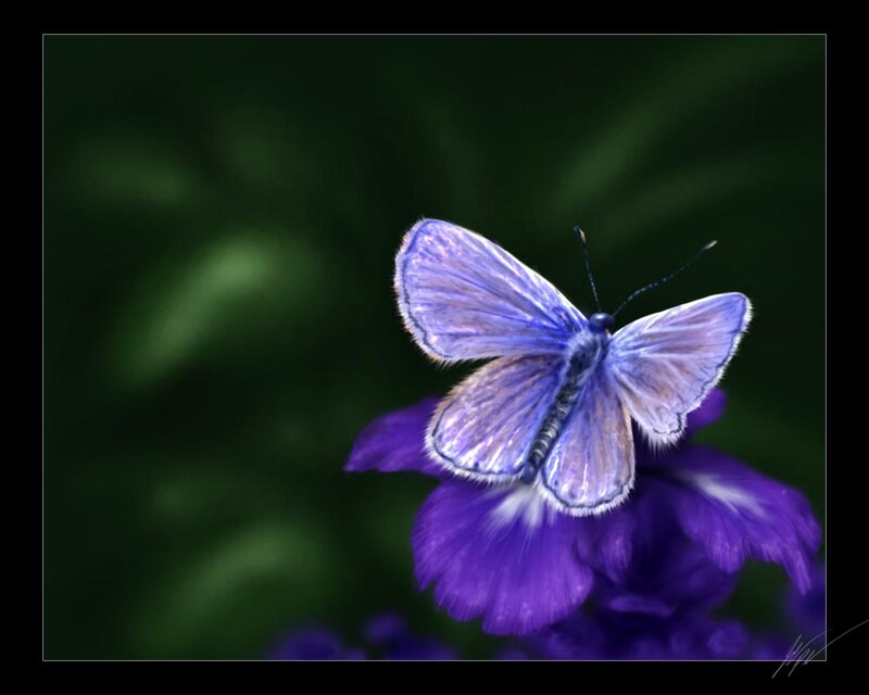 Blue Butterfly on Purple Flower — Serene