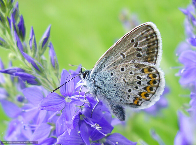 blue butterfly on purple flower