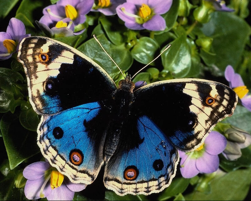 Blue butterfly on purple flowers