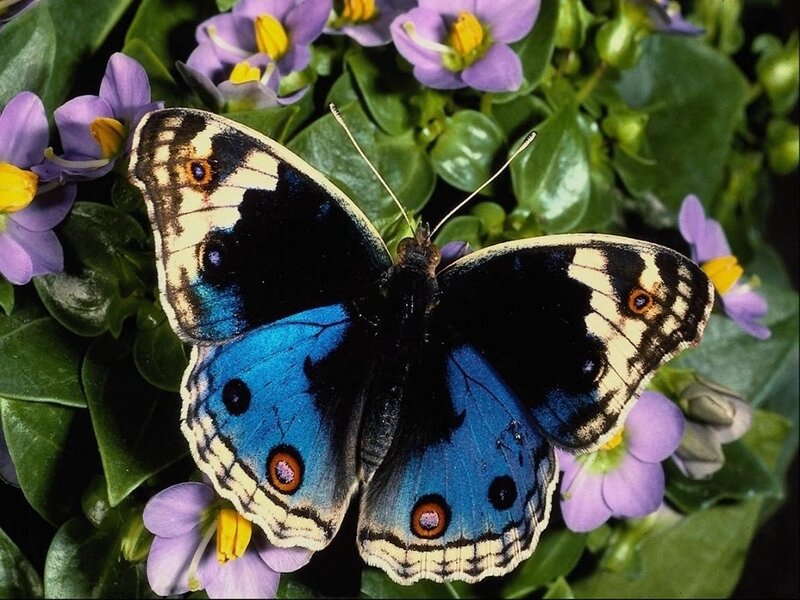 Blue butterfly on purple flowers