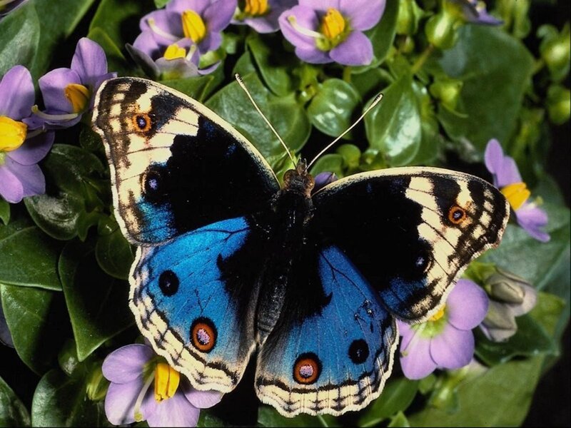 Blue butterfly on purple flowers