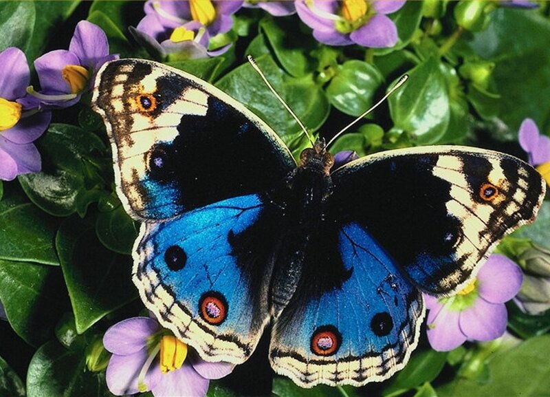 Blue butterfly on purple flowers