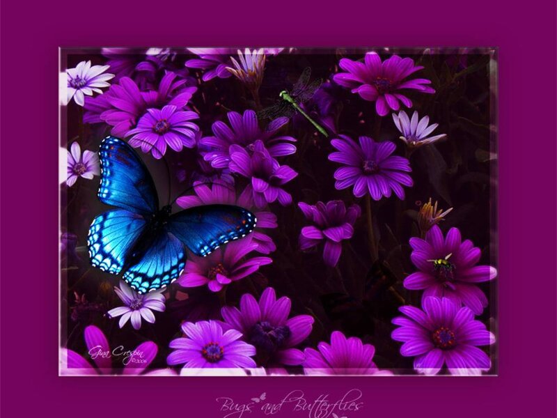 Blue butterfly on purple flowers