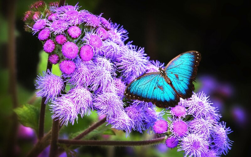 Blue Butterfly on Purple Flowers — Serene, Photograph