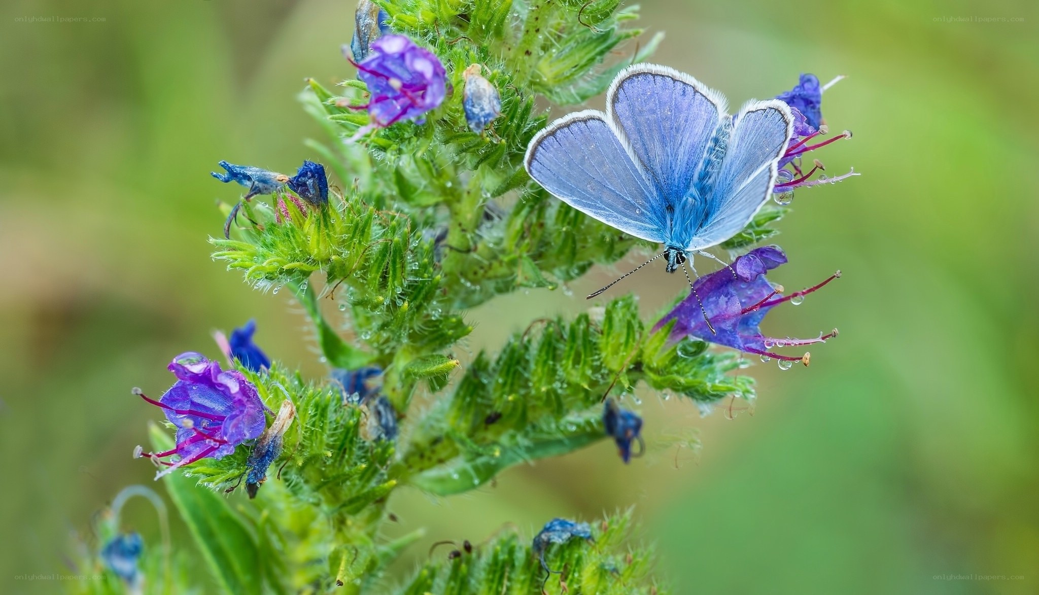 Blue butterfly on purple flowers