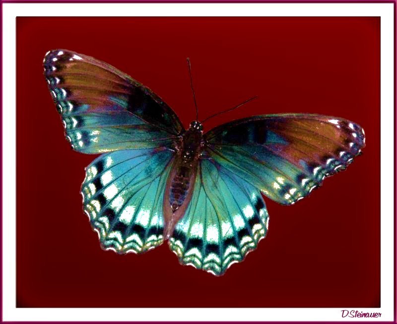 Blue butterfly on red background