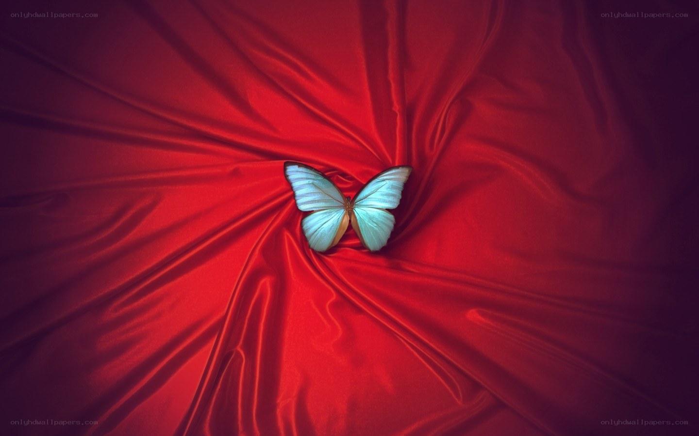 blue butterfly on red fabric