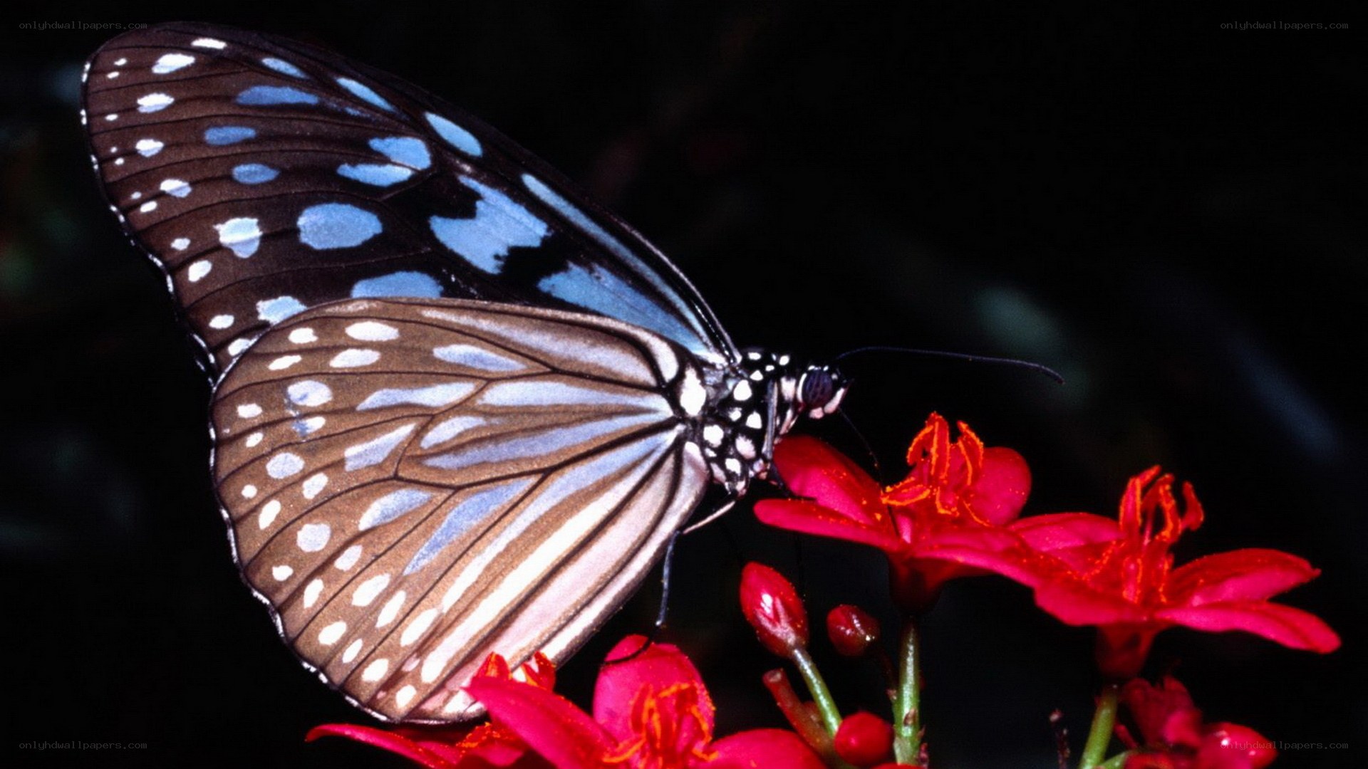 Blue butterfly on red flower