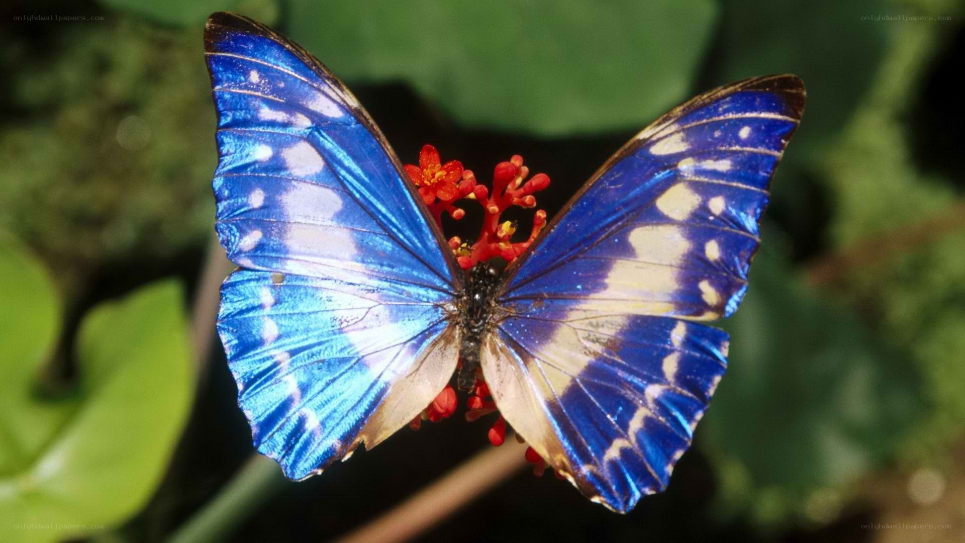 blue butterfly on red flower
