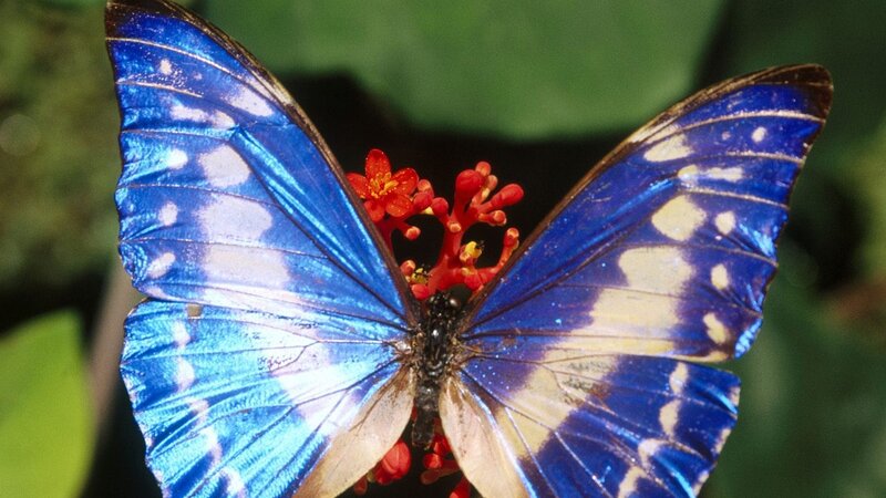 Blue butterfly on red flower