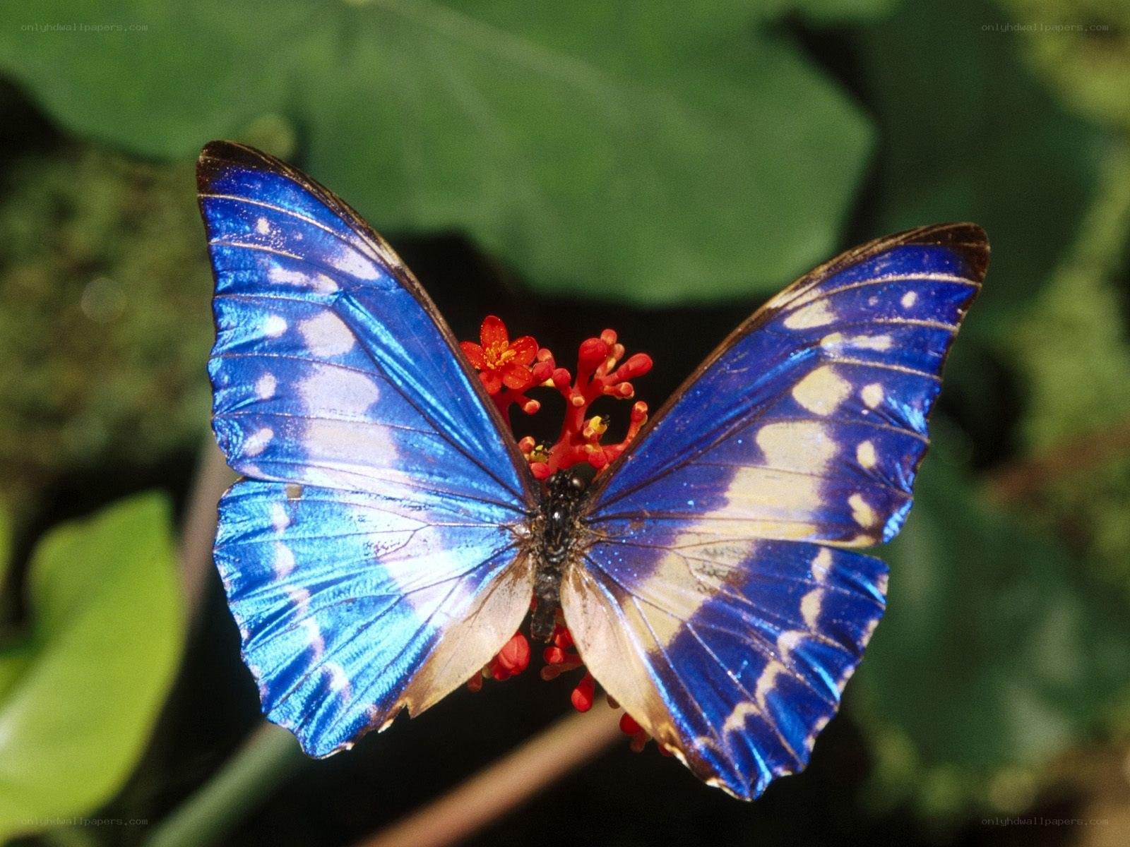 Blue butterfly on red flower