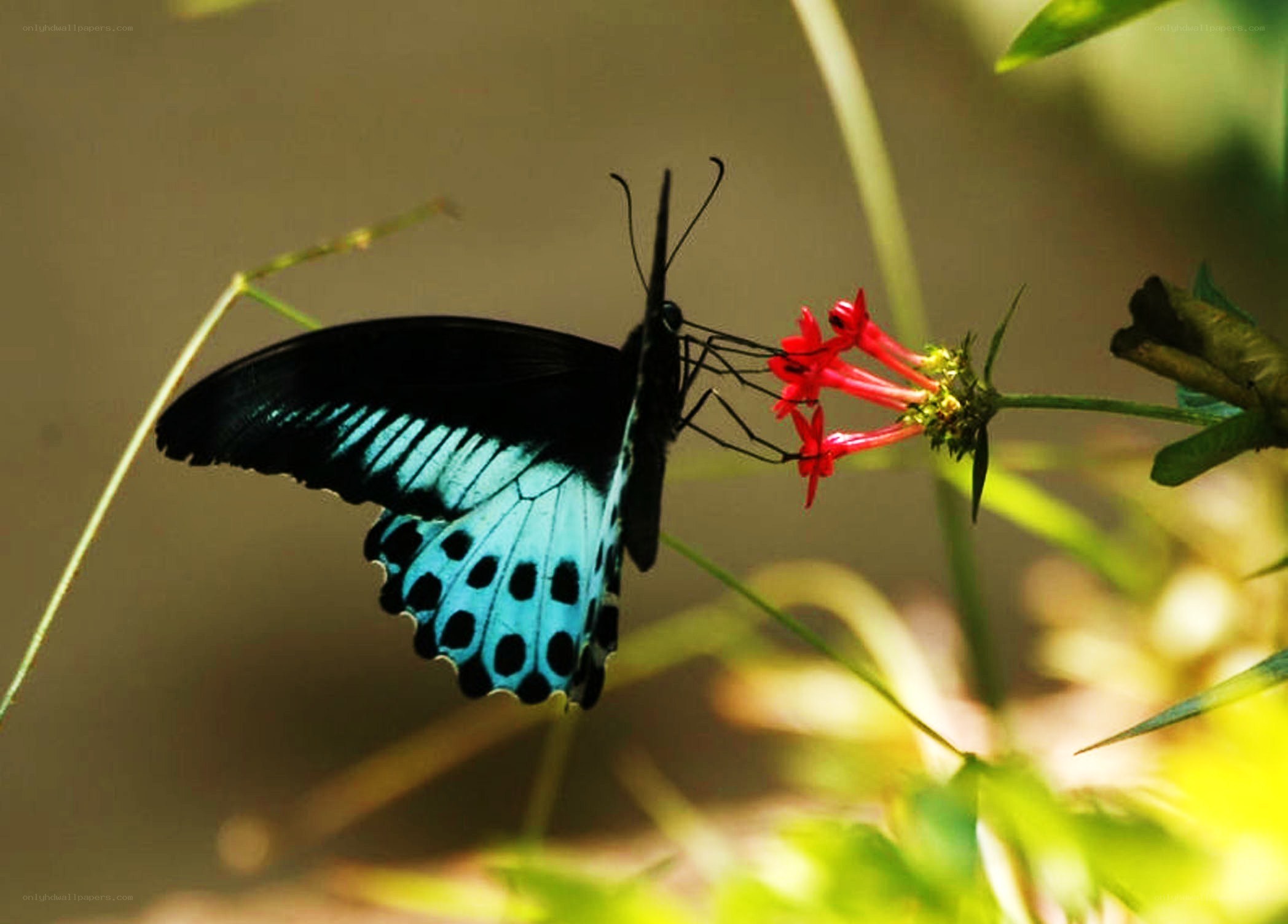 Blue butterfly on red flower